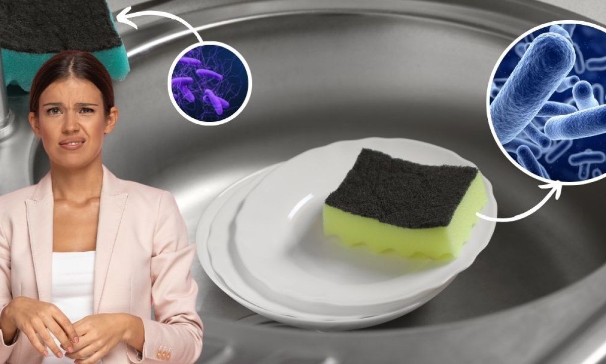 Éponge silicone, Vaisselle à laver éponge , Cuisine Plats de