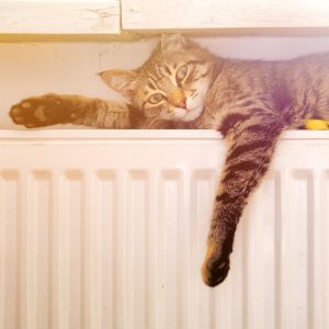 chat sur radiateur