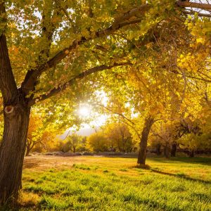 jardin automne