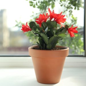 8 conseils pour aider les plantes d'intérieur à passer l'hiver